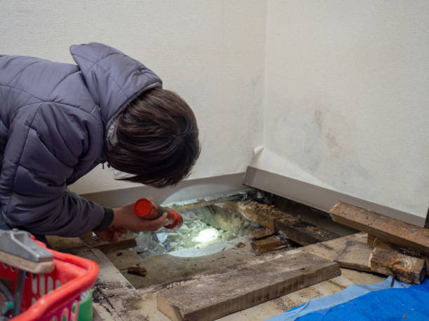 Mold Removal for HVAC Installations in Terrell Hills, TX