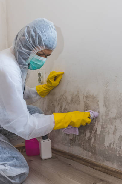 Best Mold Prevention Services  in Terrell Hills, TX