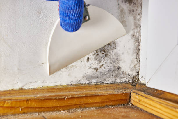 Best Forensic Mold Investigation  in Terrell Hills, TX