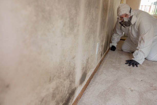 Best Residential Mold Inspection & Testing  in Terrell Hills, TX